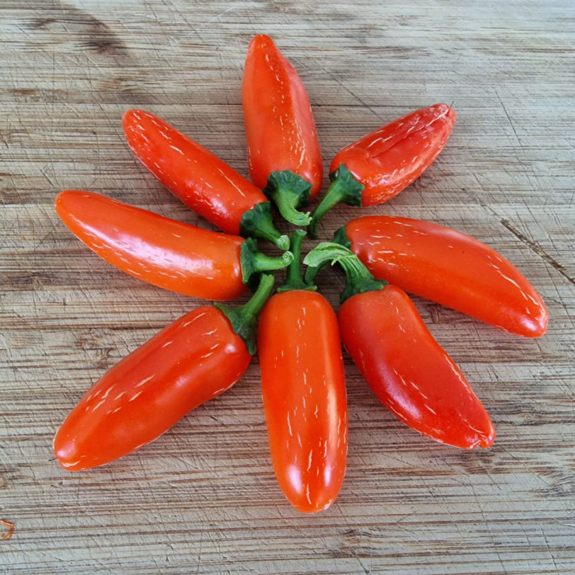 Numex Orange Spice Chilli Seeds