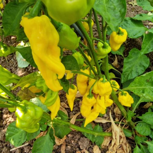 7 Pot Lobotomy Yellow Chilli Seeds