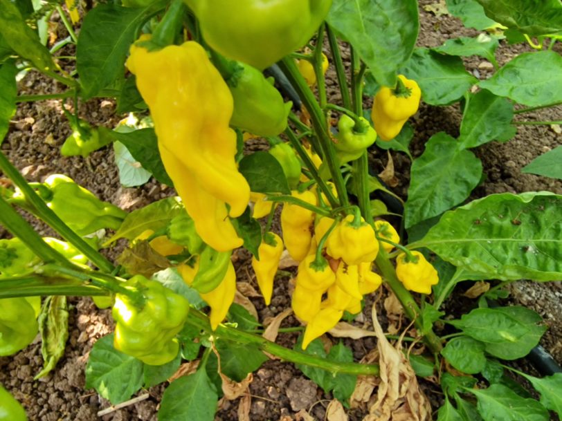 7 Pot Lobotomy Yellow Chilli Seeds