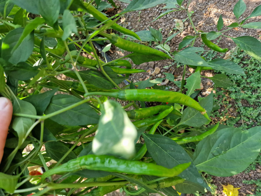HJ10 After Glow Space Chilli Seeds - HJ10 After Glow Space Pepper Seeds ...