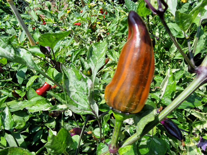 Jalapeno Tiger Chilli Seeds