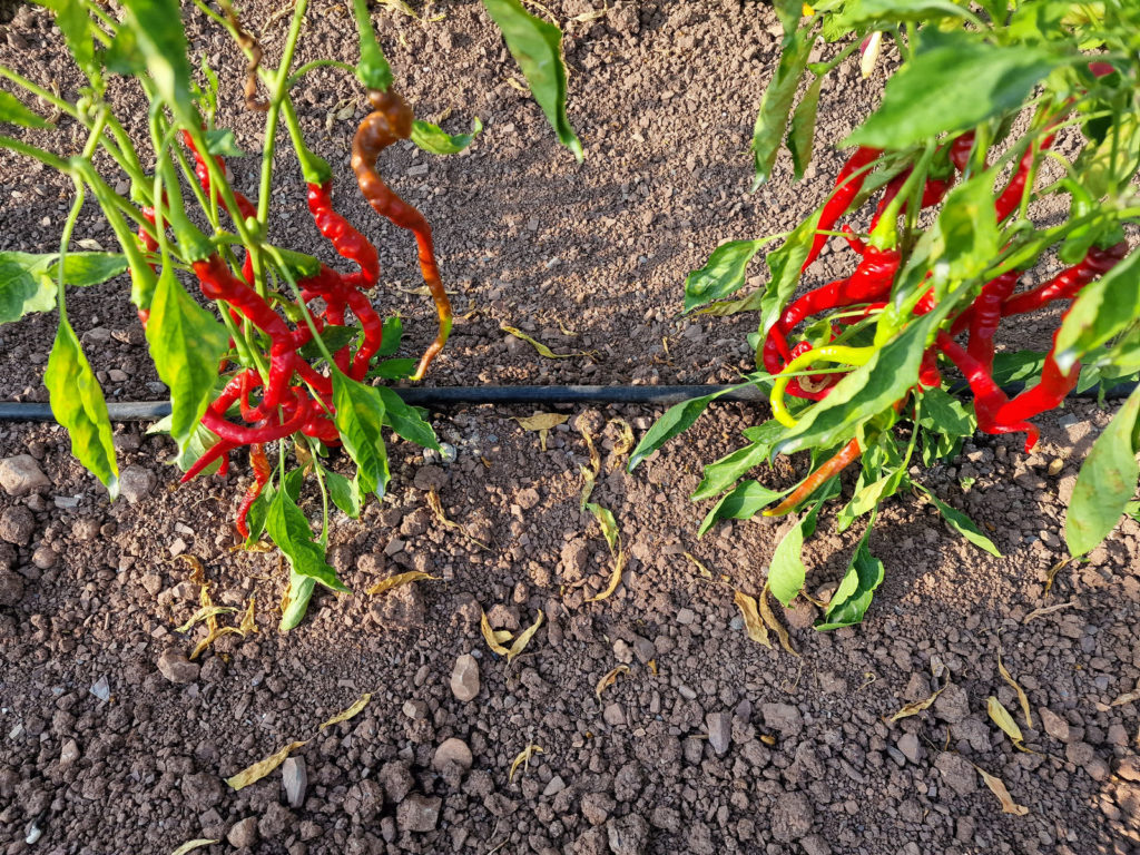 HJ4 Comets Tail Space Chilli Seeds - HJ4 Comets Tail Space Pepper Seeds ...