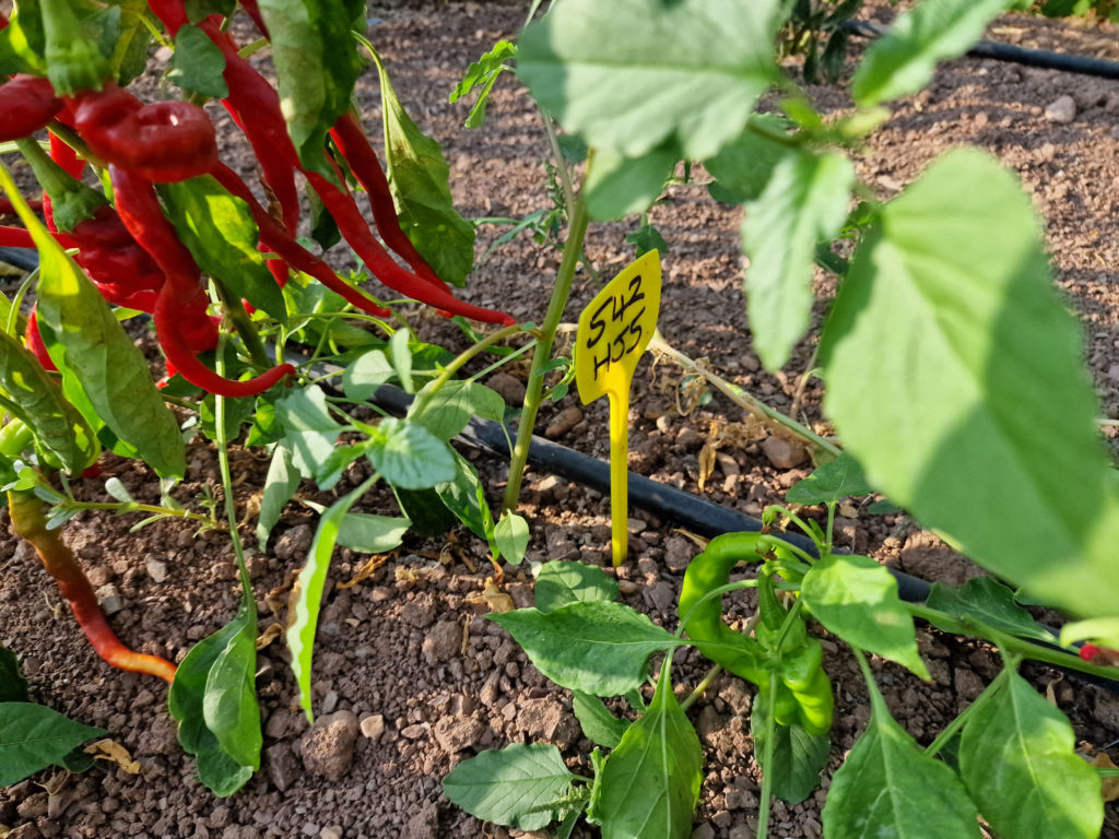 HJ5 Helix Nebula Space Chilli Seeds - HJ5 Helix Nebula Space Pepper ...