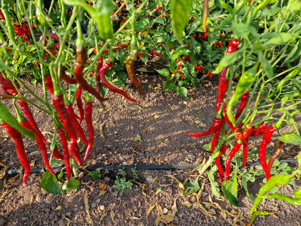 HJ7 Super Nova Space Chilli Seeds - HJ7 Super Nova Space Pepper Seeds ...