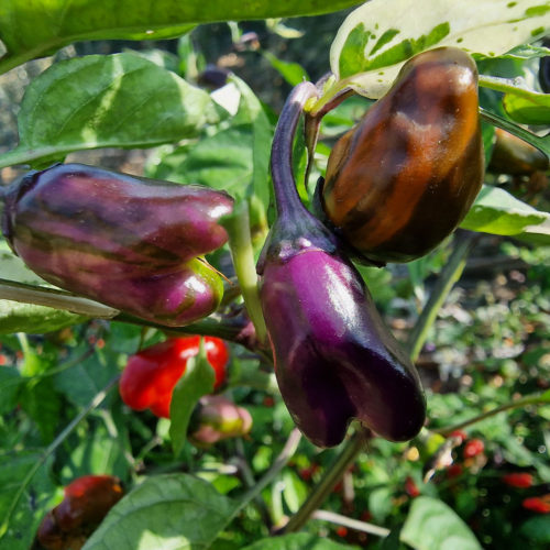 RH Lilac Chilli Seeds