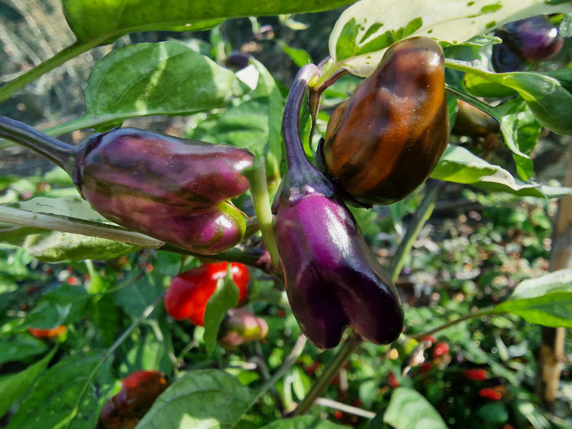 RH Lilac Chilli Seeds