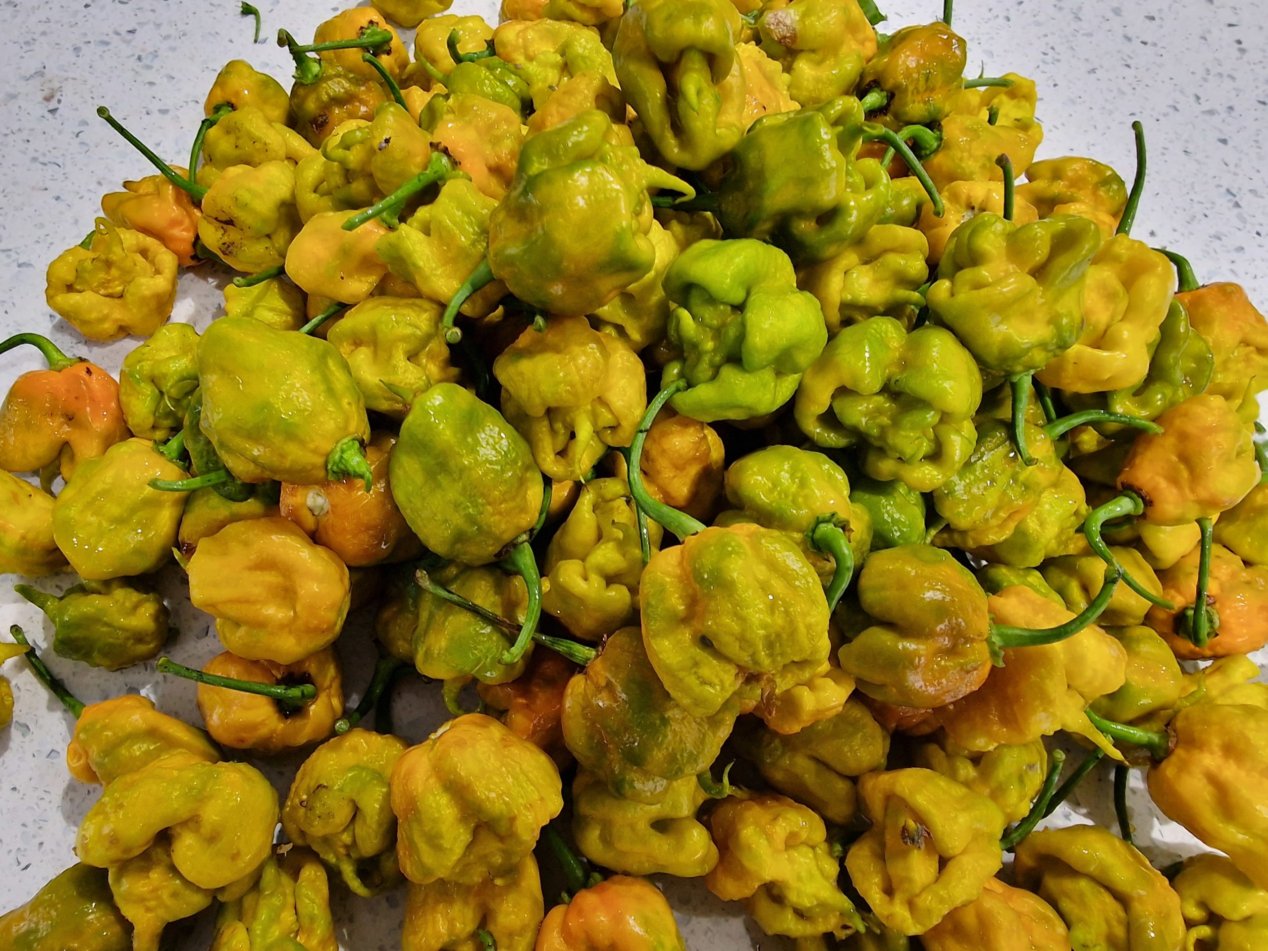 60 Carolina Reaper Chilli Pepper Seeds (Red, Yellow, Chocolate, Caramel,  Peach, Mustard) - Assopepper