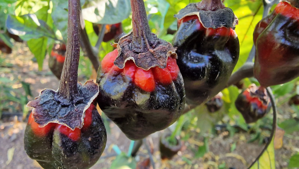 7 Pot Bubblegum Purple Mamp Chilli Seeds