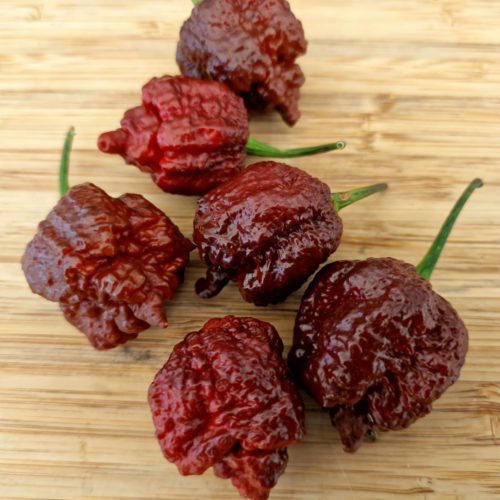 Testanera Chocolate Chilli Seeds