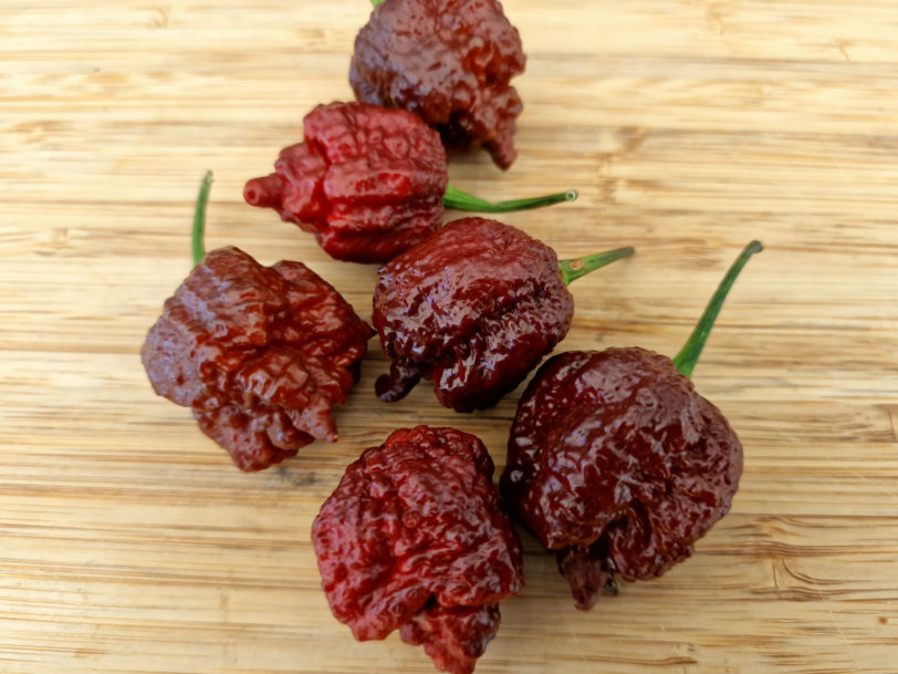 Testanera Chocolate Chilli Seeds