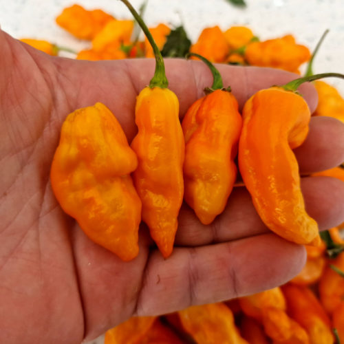 Komodo Orange Chilli Seeds