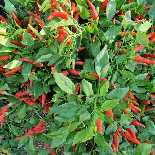 Basket of Fire Chilli Seeds