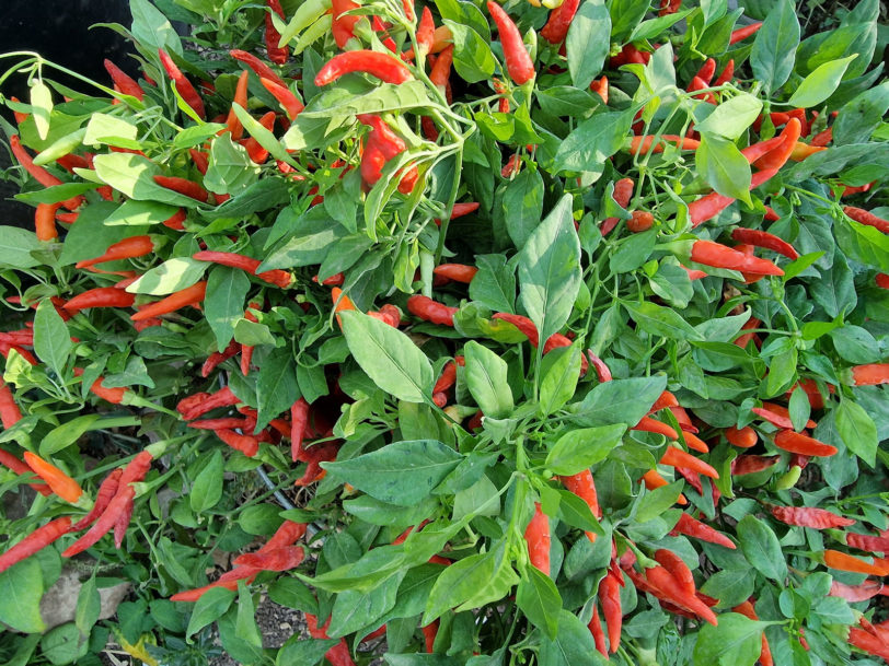 Basket of Fire Chilli Seeds