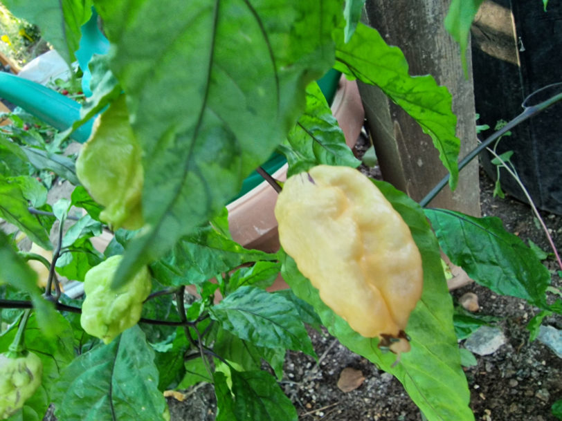 Bhut Jolokia Purple Peach Chilli Seeds - Image 6