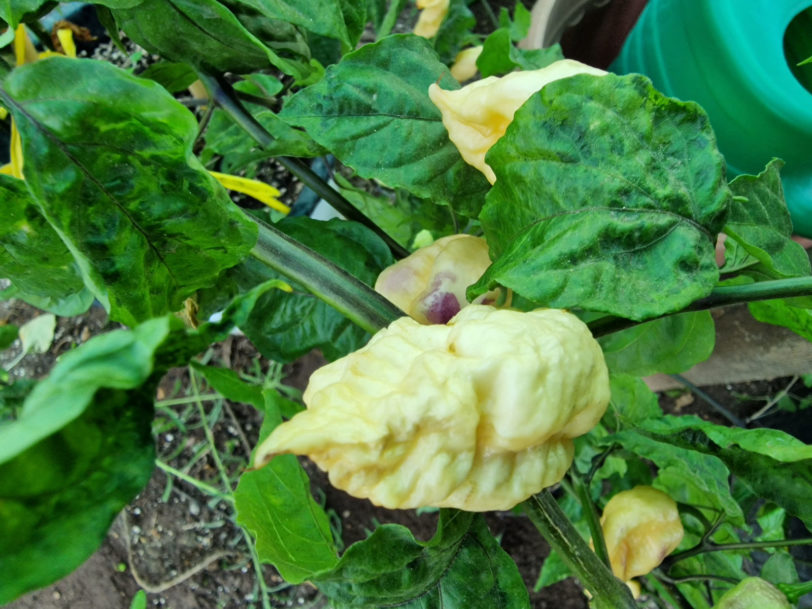 Bhut Jolokia Purple Peach Chilli Seeds - Image 2