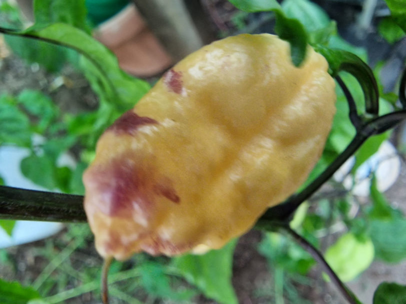 Bhut Jolokia Purple Peach