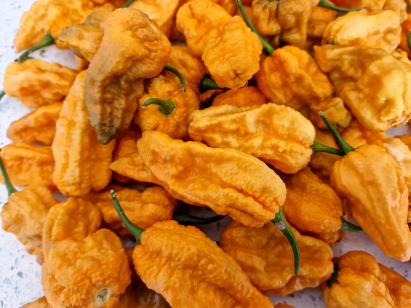 Khaki Bhut Jolokia Orange Chilli Seeds - Image 3