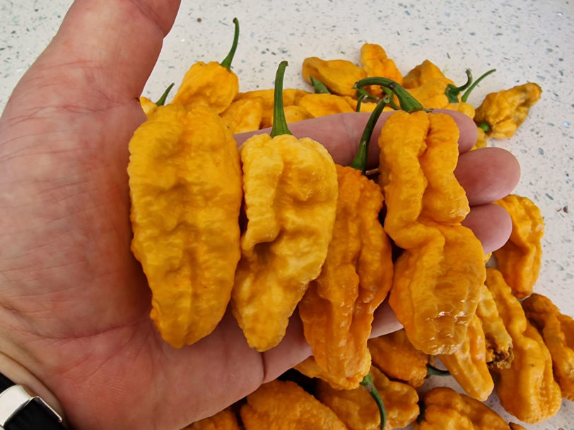 Khaki Bhut Jolokia Orange Chilli Seeds - Image 6
