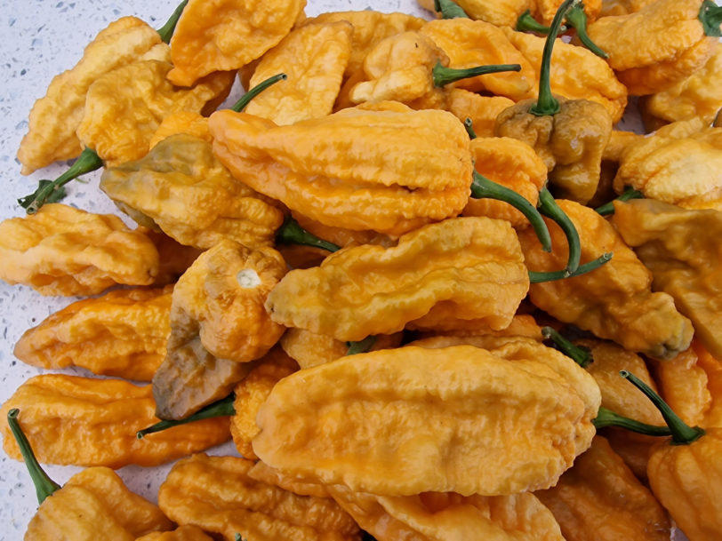 Khaki Bhut Jolokia Orange Chilli Seeds - Image 2