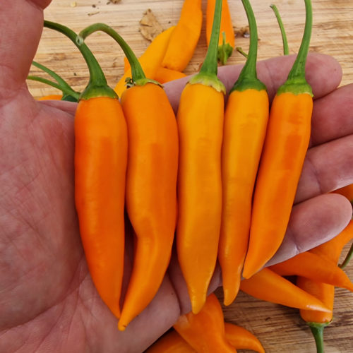 Large Orange Thai Chilli Seeds