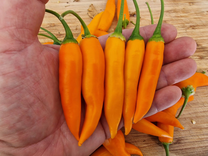 Large Orange Thai Chilli Seeds