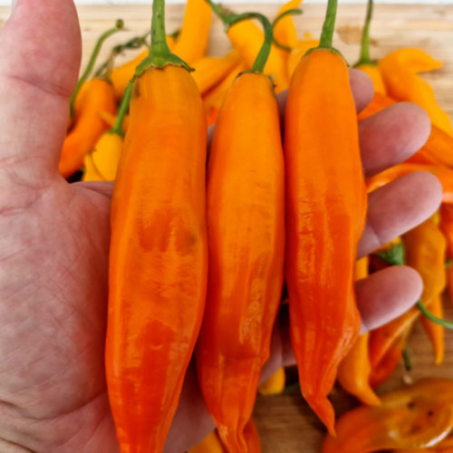 Aji Orange Chilli Seeds