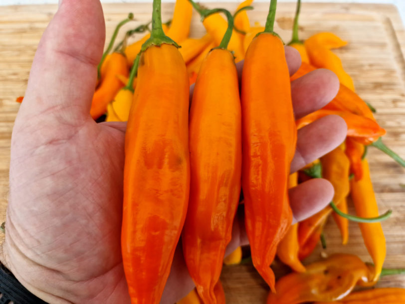 Aji Orange Chilli Seeds