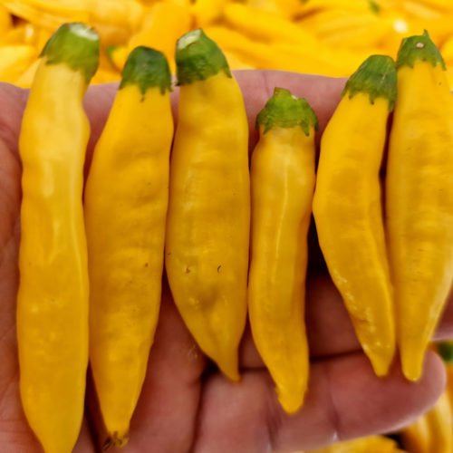 Aji Pineaapple Chilli Seeds