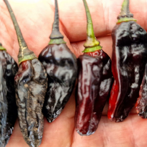 Black Kathumby Chilli Seeds
