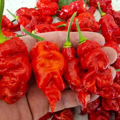 7 Pot Chaguanas Red