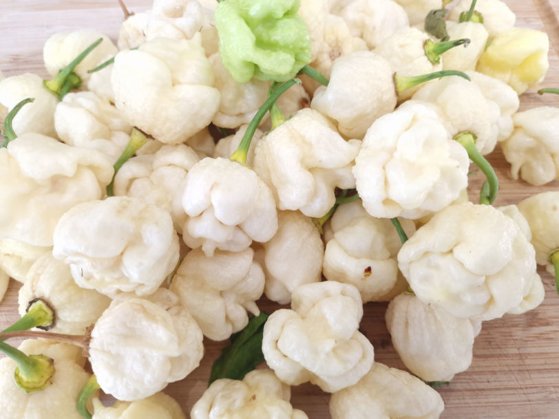 White Trinidad Moruga Scorpion Chilli Seeds