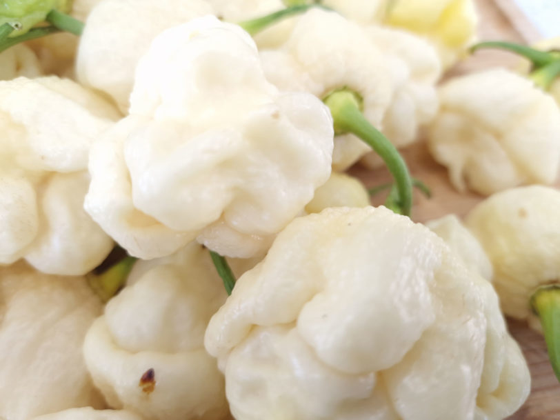 White Moruga Chilli Seeds - Image 8