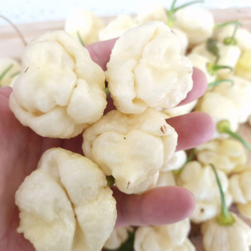 White Trinidad Moruga Scorpion Chilli Seeds