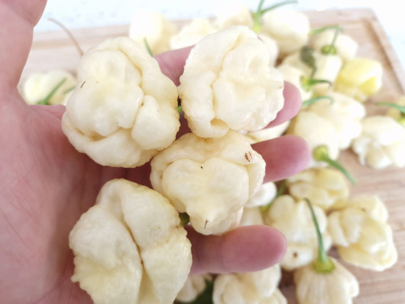 White Trinidad Moruga Scorpion Chilli Seeds