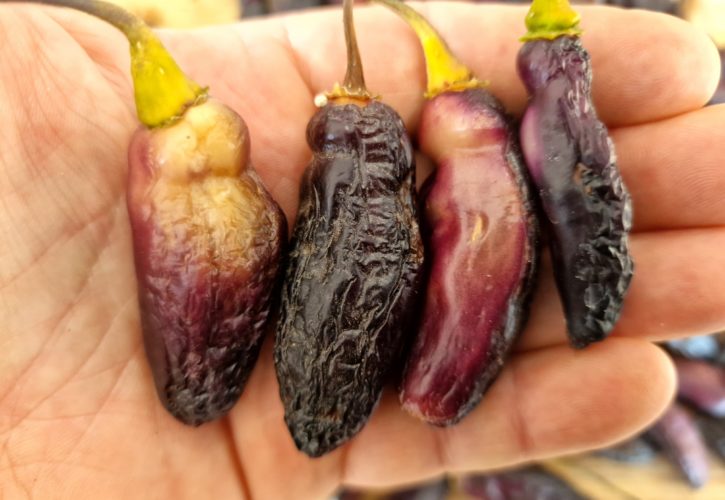 Pimenta De Neyde Chilli Seeds