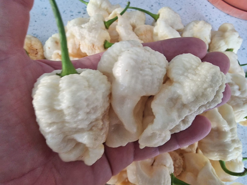 WhyNot White Chilli Seeds