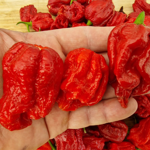 7 Pot Barrackpore Chilli Seeds