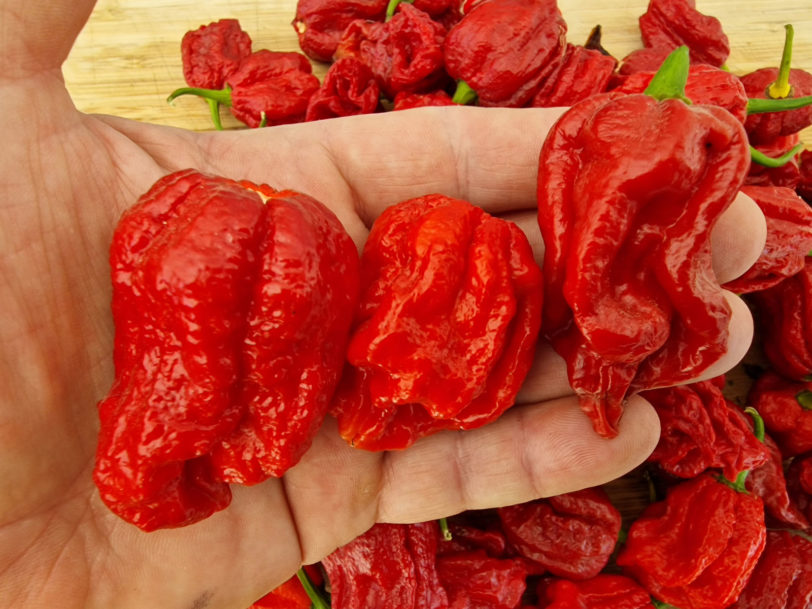 7 Pot Barrackpore Chilli Seeds