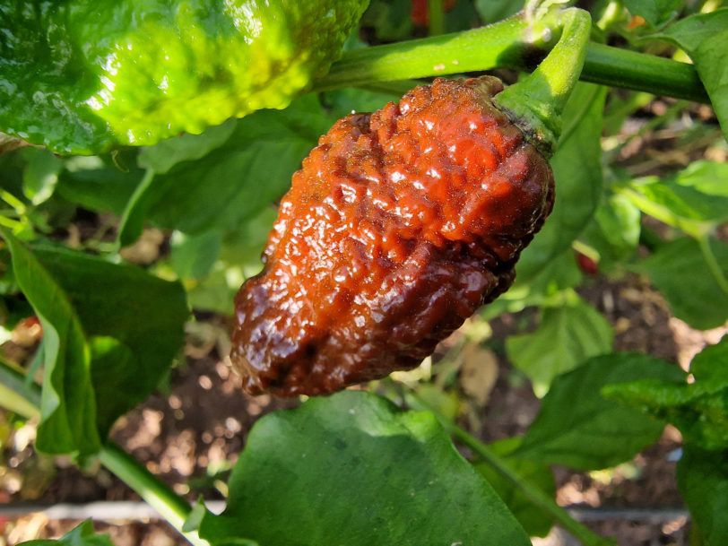 Chocolate Bhutlah CS Chilli Seeds