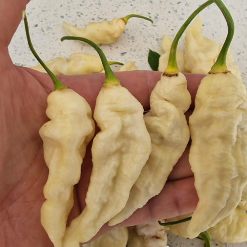 Bhut Jolokia White Chilli Seeds JW