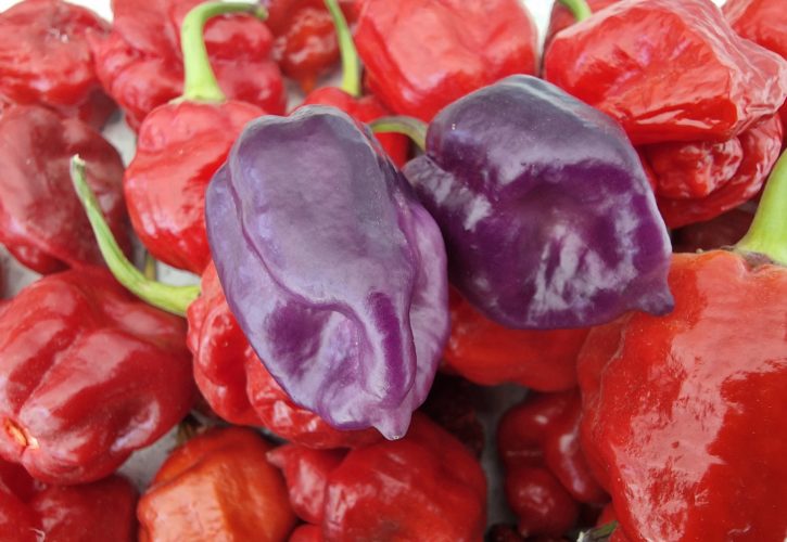 Wolf Red Chilli Seeds