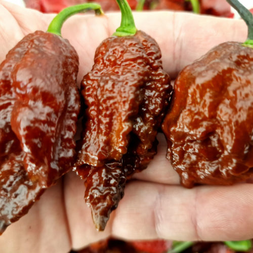 Chocolate Bhutlah CS Chilli Seeds