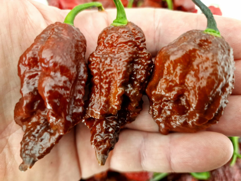 Chocolate Bhutlah CS Chilli Seeds