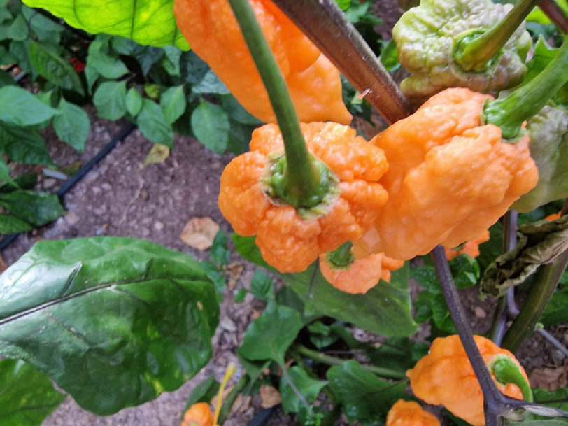 Ghost Yaki Orange Chilli Seeds - Image 9