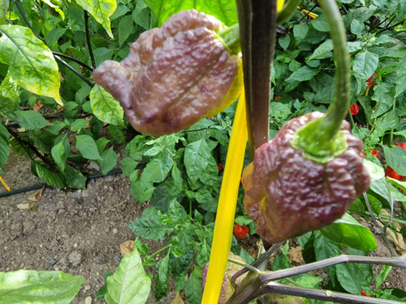 Ghost Yaki Orange Chilli Seeds - Image 10