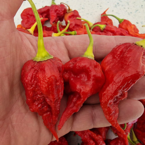 Gasoline Chilli Seeds