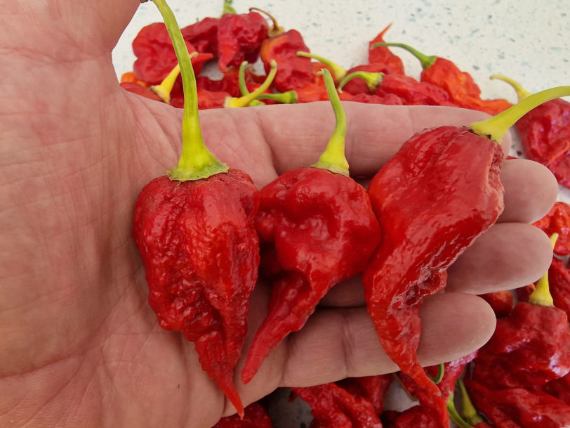 Gasoline Chilli Seeds