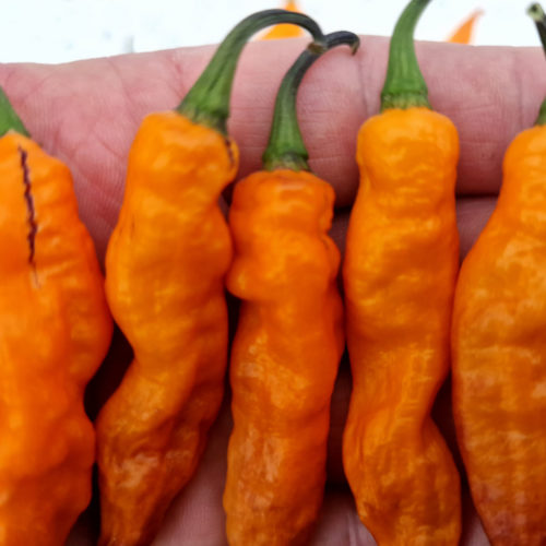 Orange Tiger Chilli Seeds