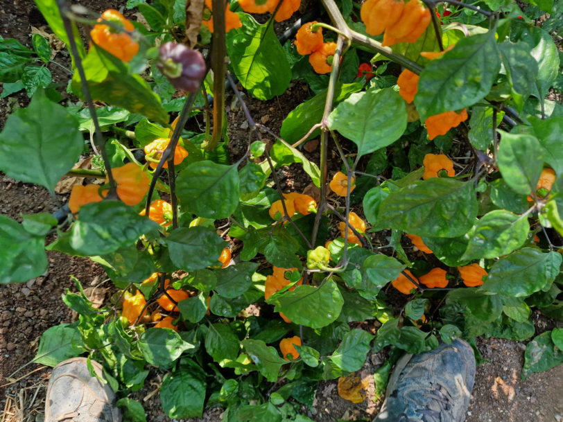 Ghost Yaki Orange Chilli Seeds - Image 6