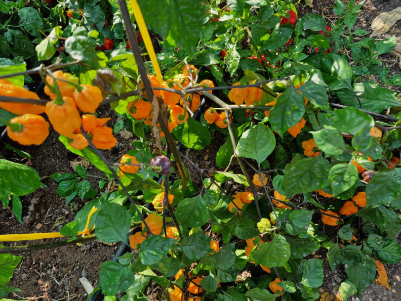 Ghost Yaki Orange Chilli Seeds - Image 12
